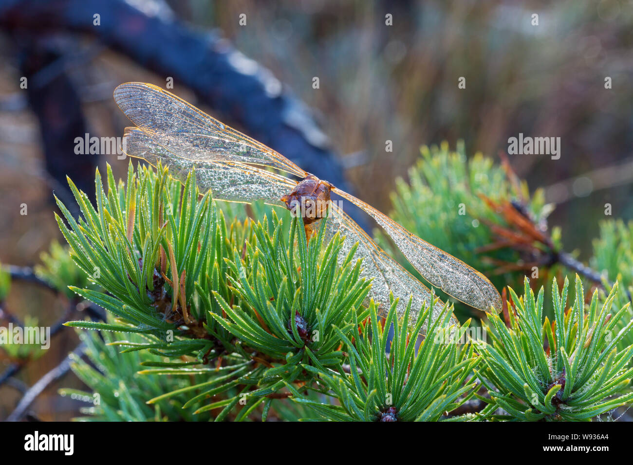 Libellula morto giacente su aghi di pino Foto Stock