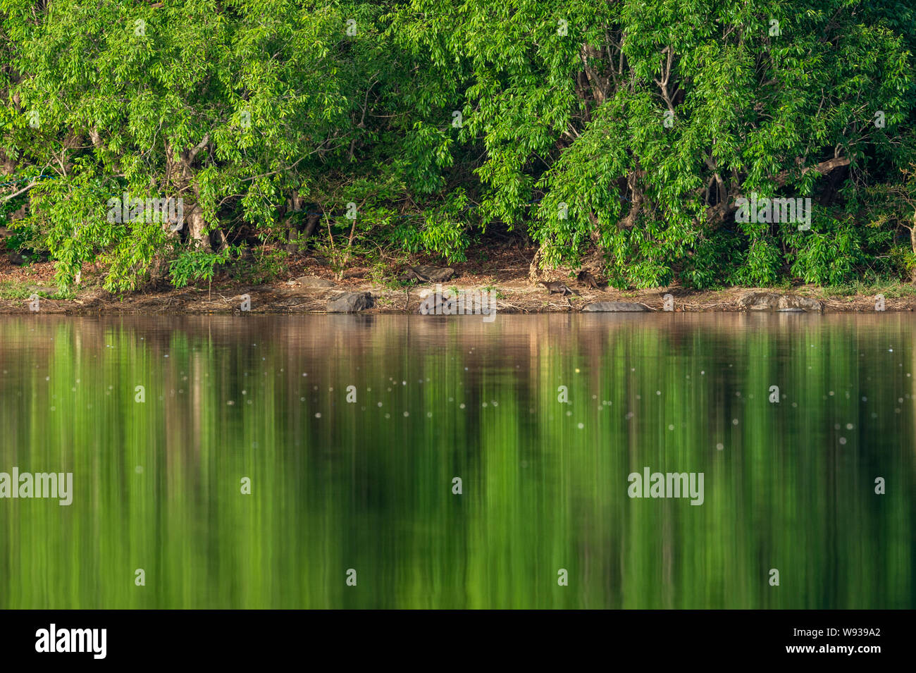 Rivestimento liscio o lontra Lutrogale pers immagine speculare a giocare in verde acqua calma del fiume ramganga a jim corbett national park, Uttarakhand, India Foto Stock