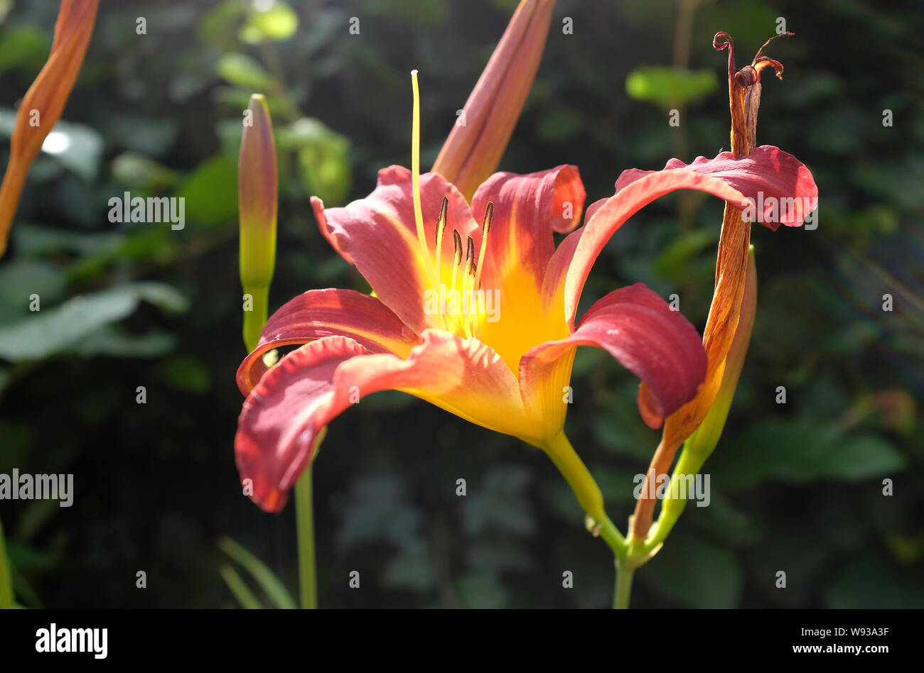 Hemerocallis, autunno rosso, fiore di giglio, Norfolk, Inghilterra Foto Stock