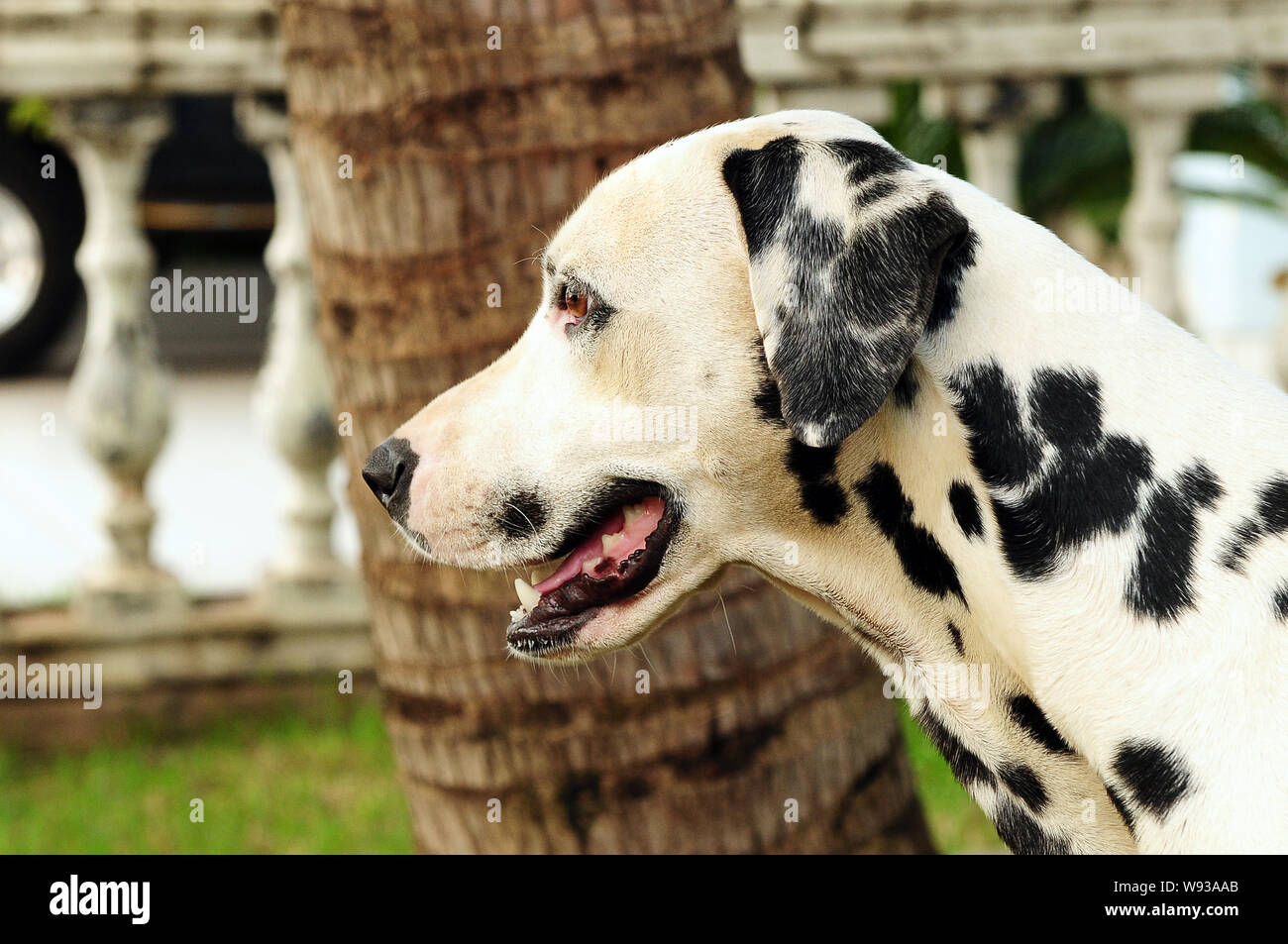 Il dalmata cane di razza nel profilo Foto Stock