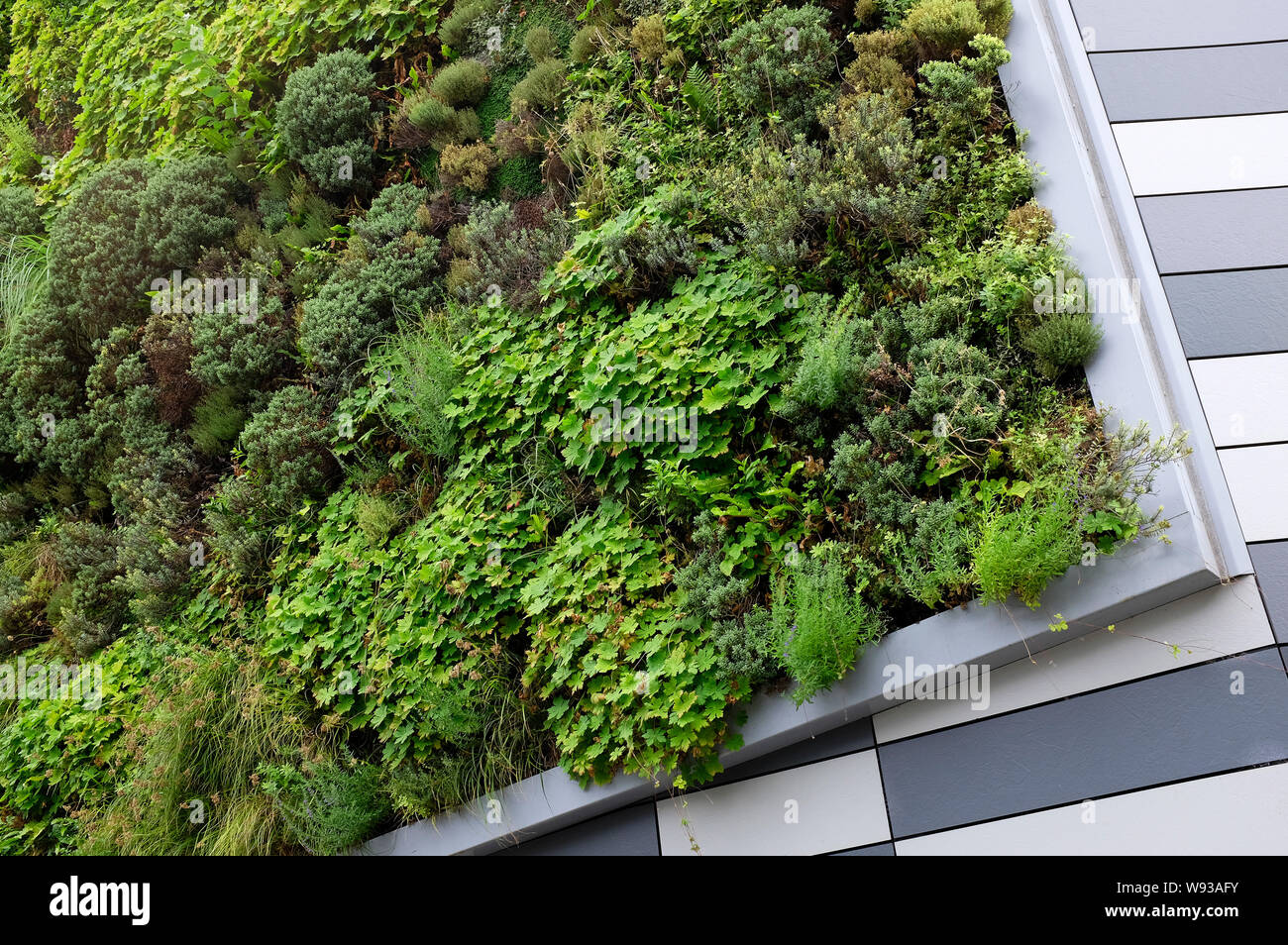 Piante che crescono sul muro vivente, Norwich, Norfolk, Inghilterra Foto Stock