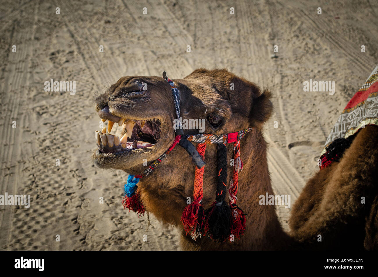 In prossimità della testa del cammello. Il cammello arrabbiato che mostra i suoi denti. In cammello Touzeur, Tunisia, Sahara dessert Foto Stock