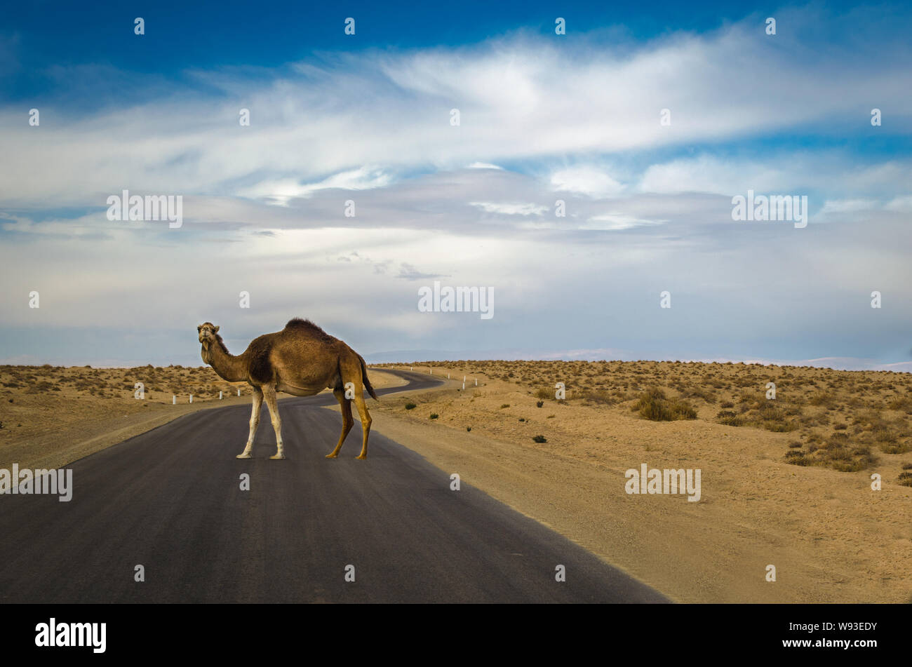 Il dromedario o il cammello arabo sta attraversando la strada nel deserto del Sahara, Tunisia. Foto Stock