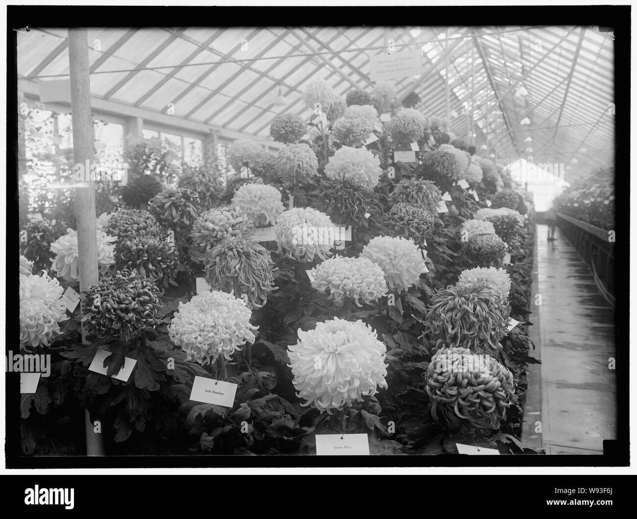 Agricoltura, dipartimento di. Crisantemo visualizza Foto Stock
