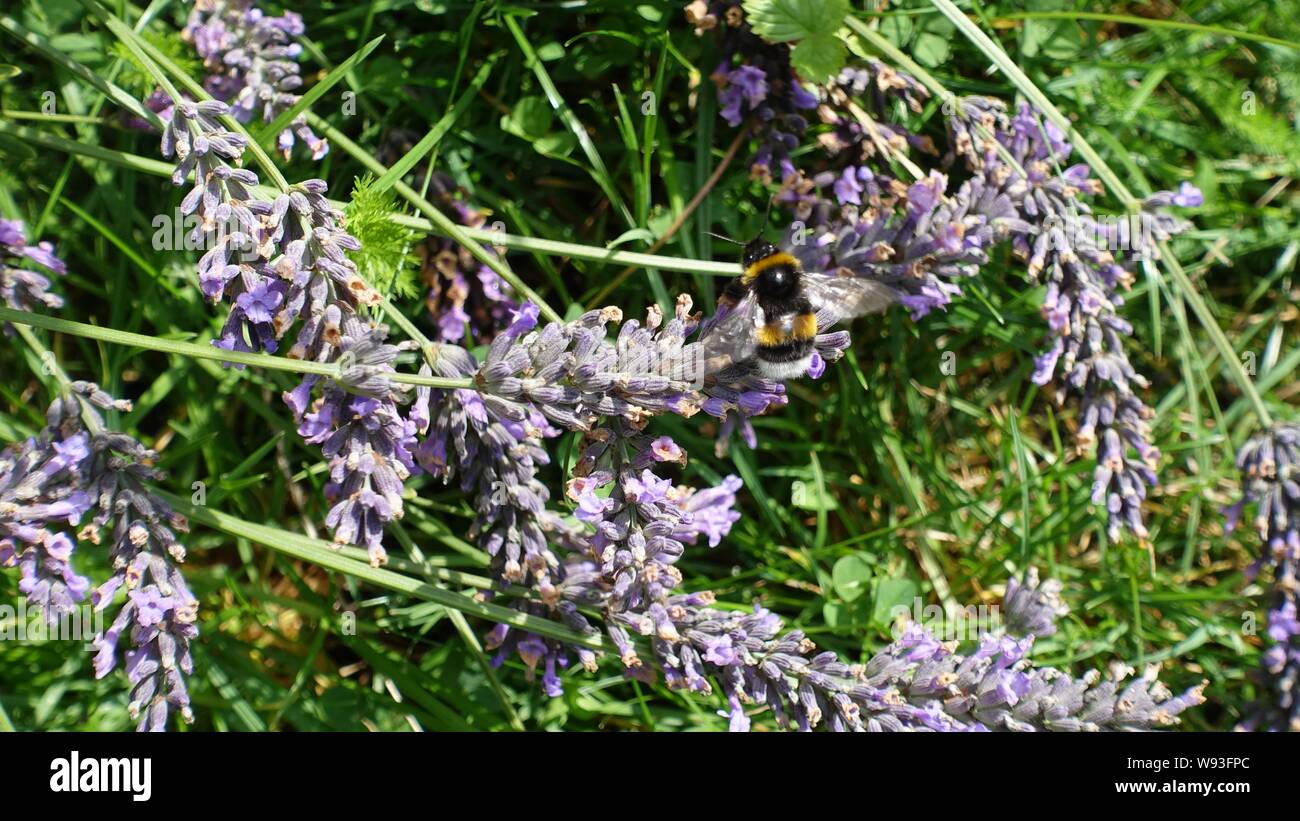 Fotografia che rappresenta le api in attività sui fiori di lavanda Foto Stock