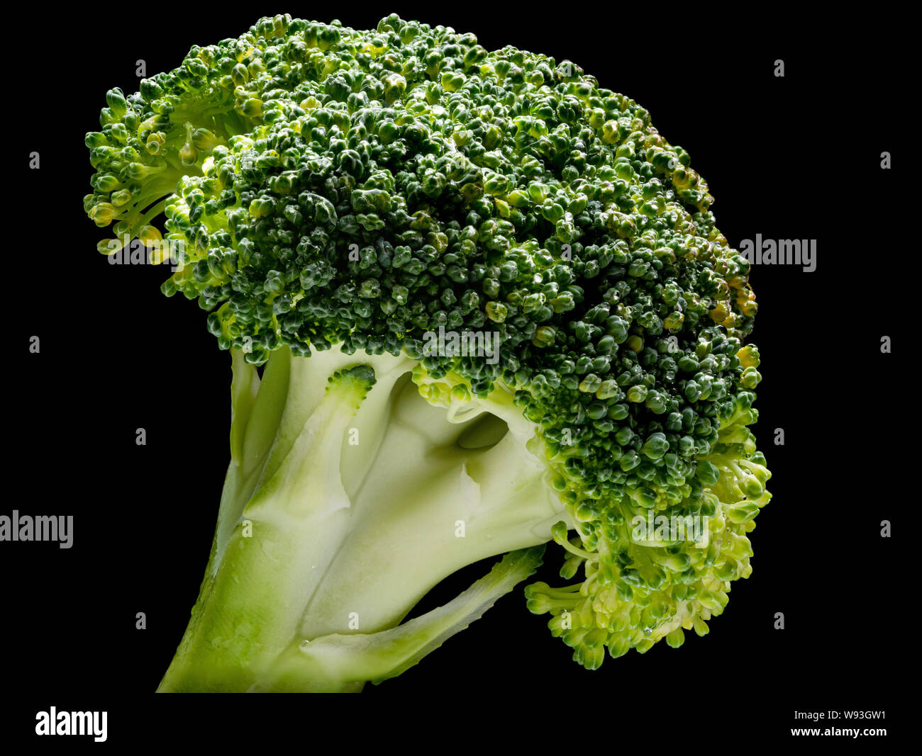 Broccoli isolata su uno sfondo nero, retroilluminato, con molte goccioline di acqua Foto Stock
