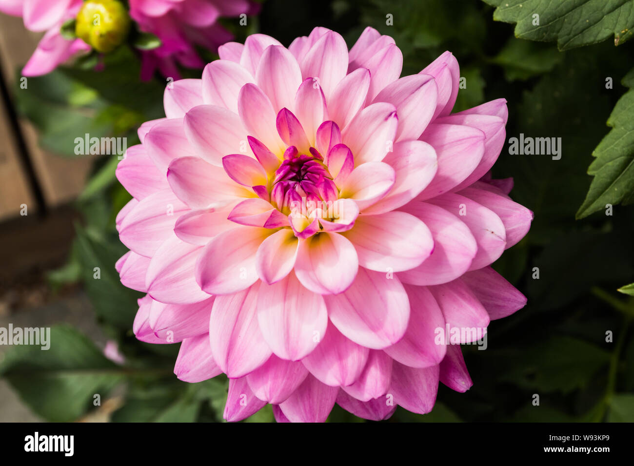 Di un bel colore rosa dalia Karma Prospero fiore nel giardino estivo Foto Stock