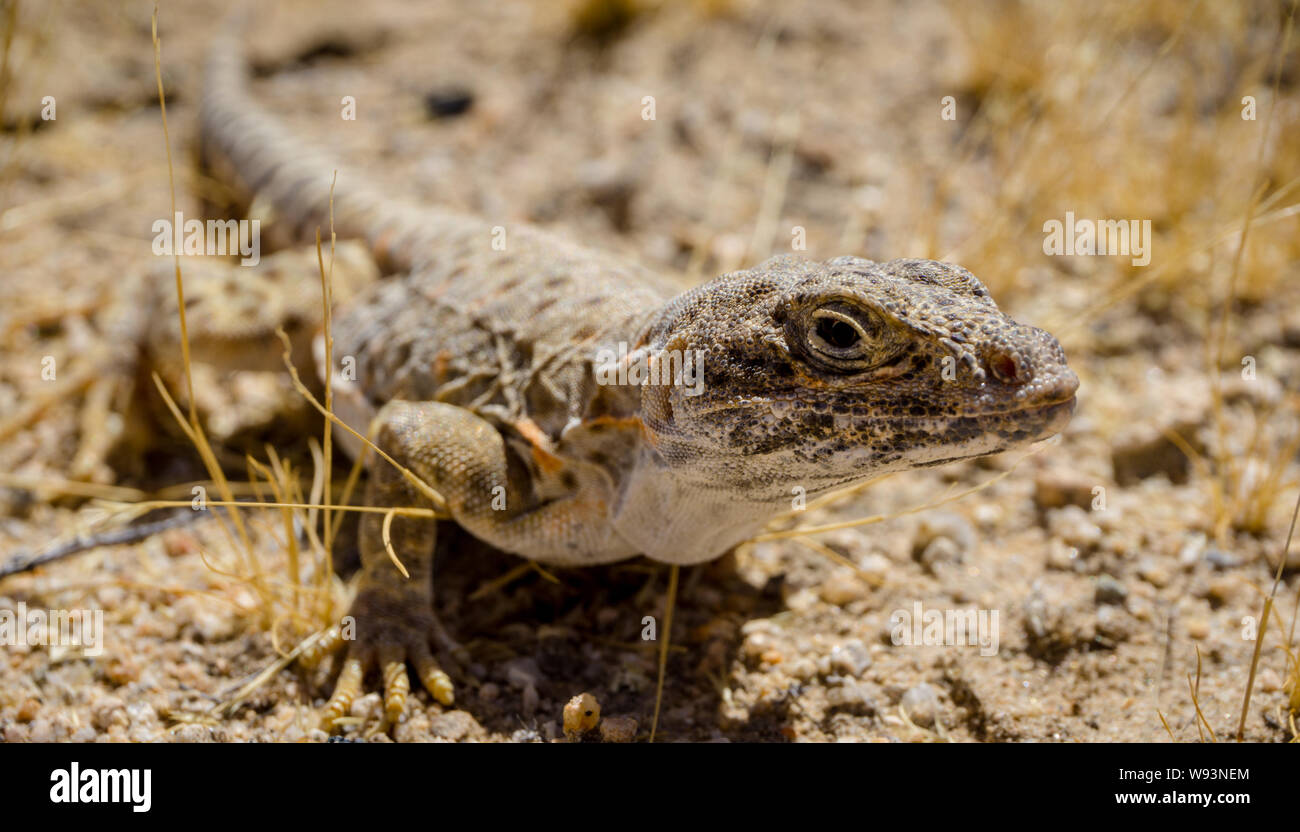 Mojave fringe-toed lizard nel deserto di Mojave, STATI UNITI D'AMERICA Foto Stock