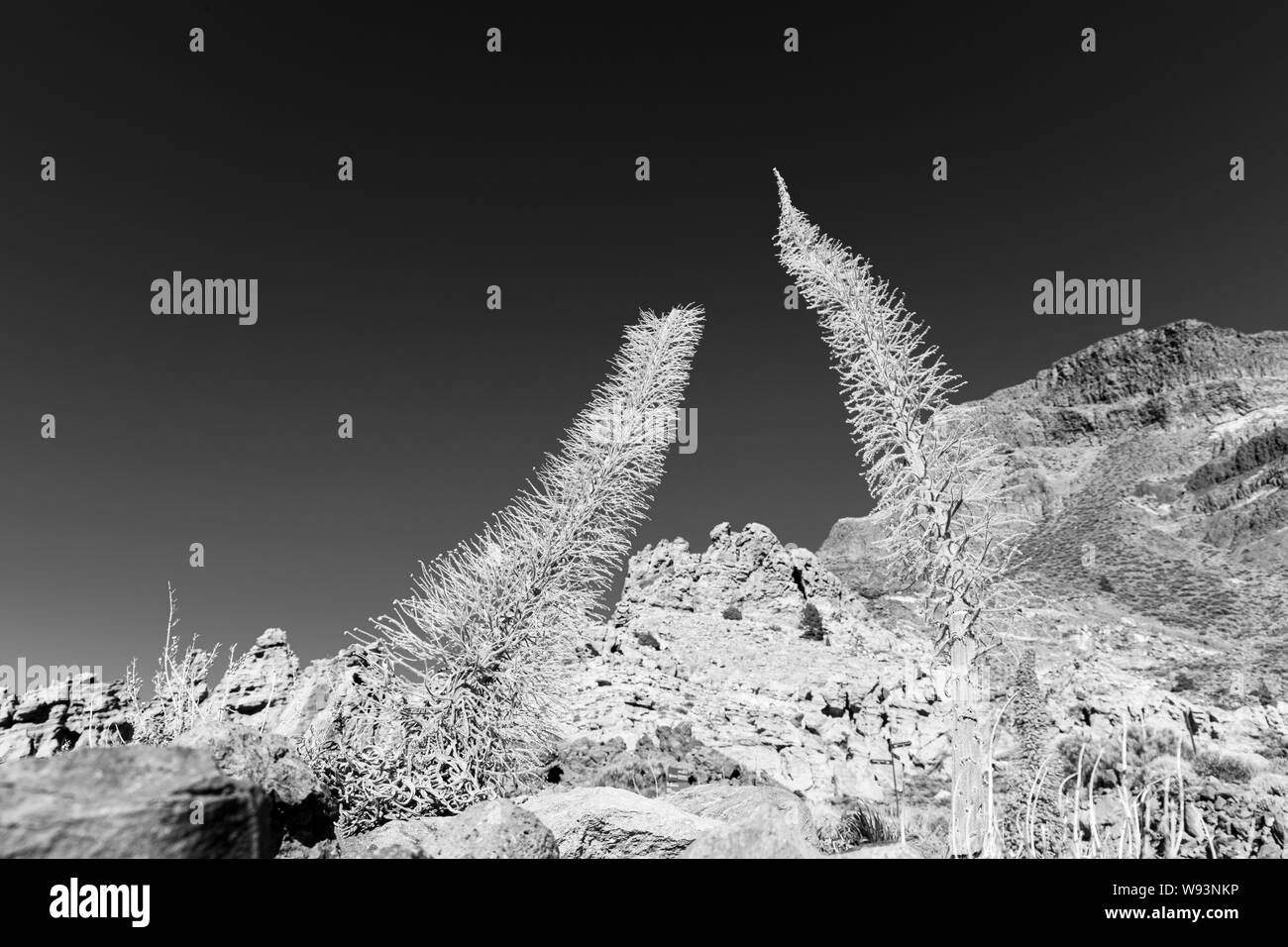 Echium wildpretii, tajinaste rojo, scheletri in monocromo da Guajara montagna in Las Canadas del Teide Tenerife, Isole Canarie, Spagna Foto Stock