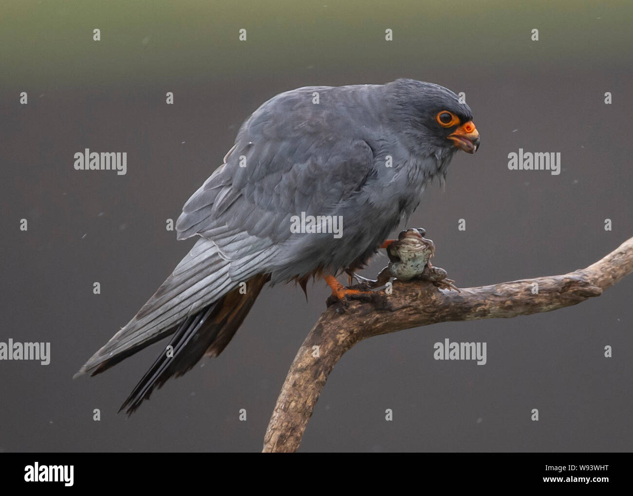 Falcon rosso-footed (Falco vesperetinus) - maschio Foto Stock