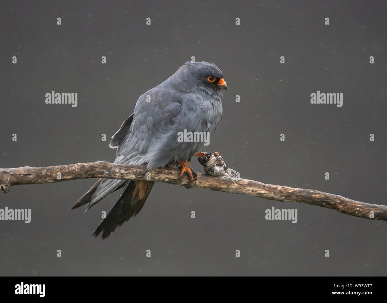 Falcon rosso-footed (Falco vesperetinus) - maschio Foto Stock