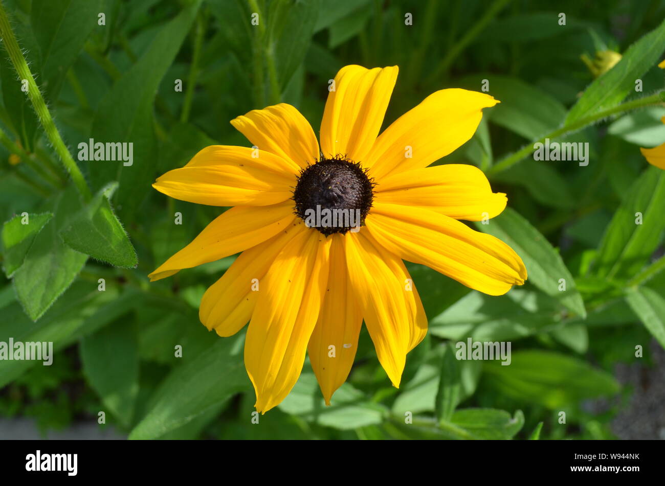 Estate in Nova Scotia: Closeup di Black-Eyes Susan (rudbeckia hirta) fiore Foto Stock