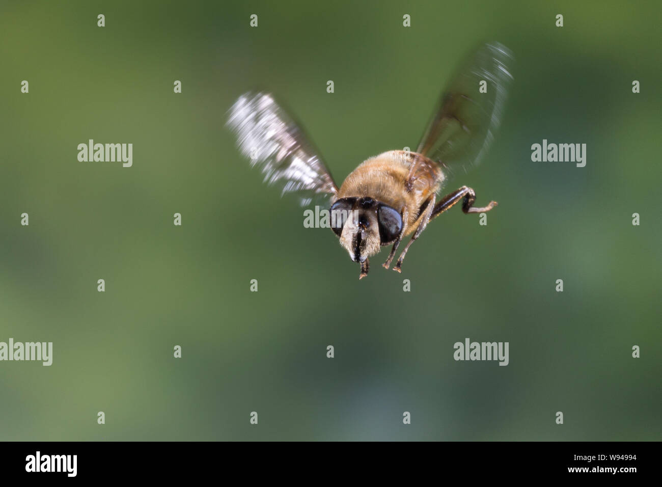 Große Bienenschwebfliege, Bienen-Schwebfliege, Mistbiene, Schlammfliege, Scheinbienen-Keilfleckschwebfliege, Weibchen, societé Flug, fliegend, Eristalis tenax Foto Stock
