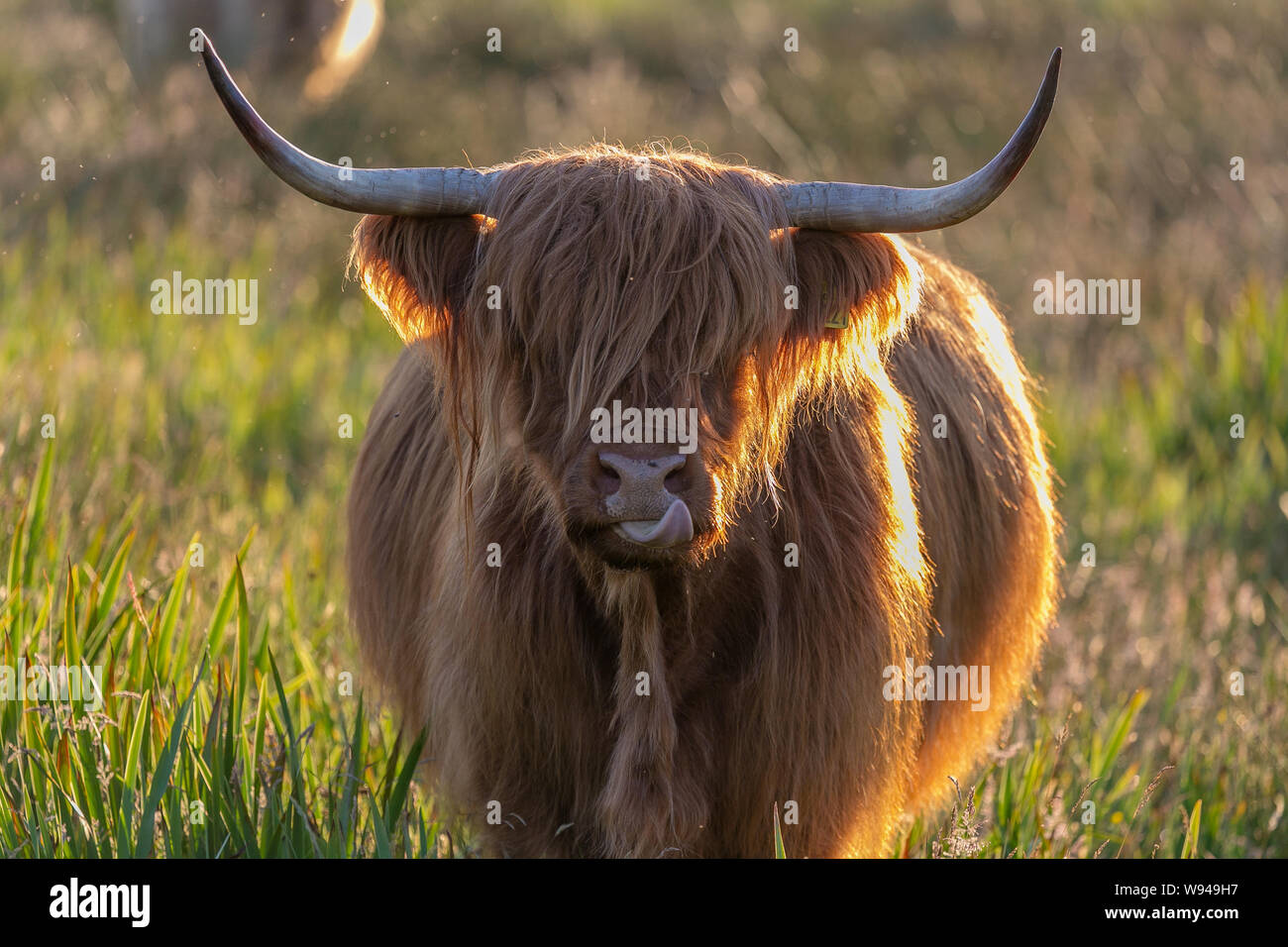 Highland bovini mucca soffice pelliccia capelli viso bull bestiame corna animali Foto Stock