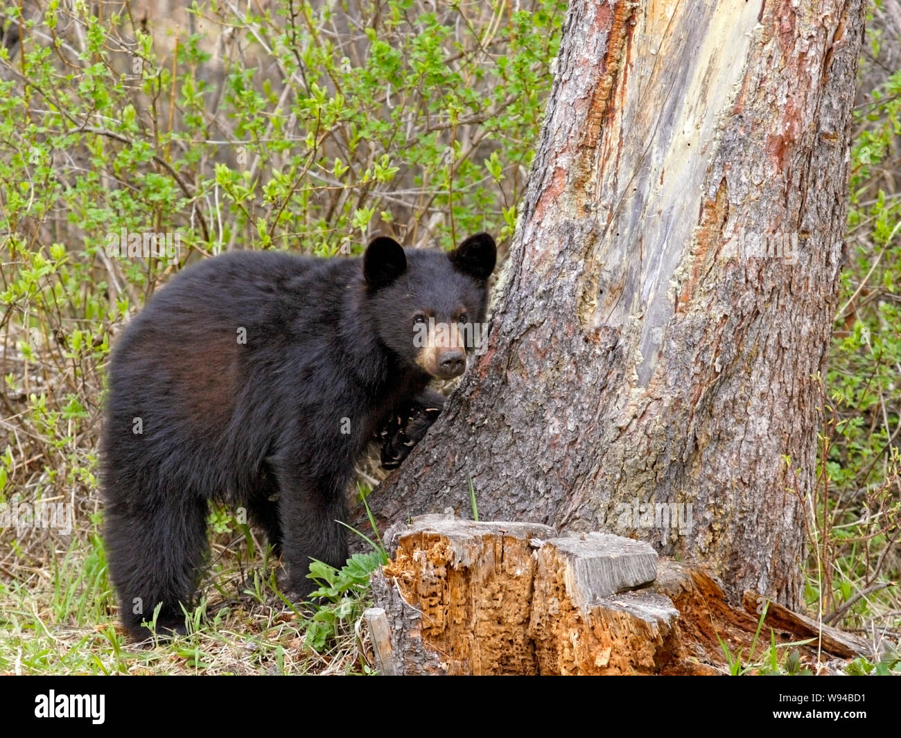 Giovane Black Bear in piedi dalla struttura ad albero di abete rosso, in cerca di insetti, formiche di marcio ceppo di albero. Foto Stock