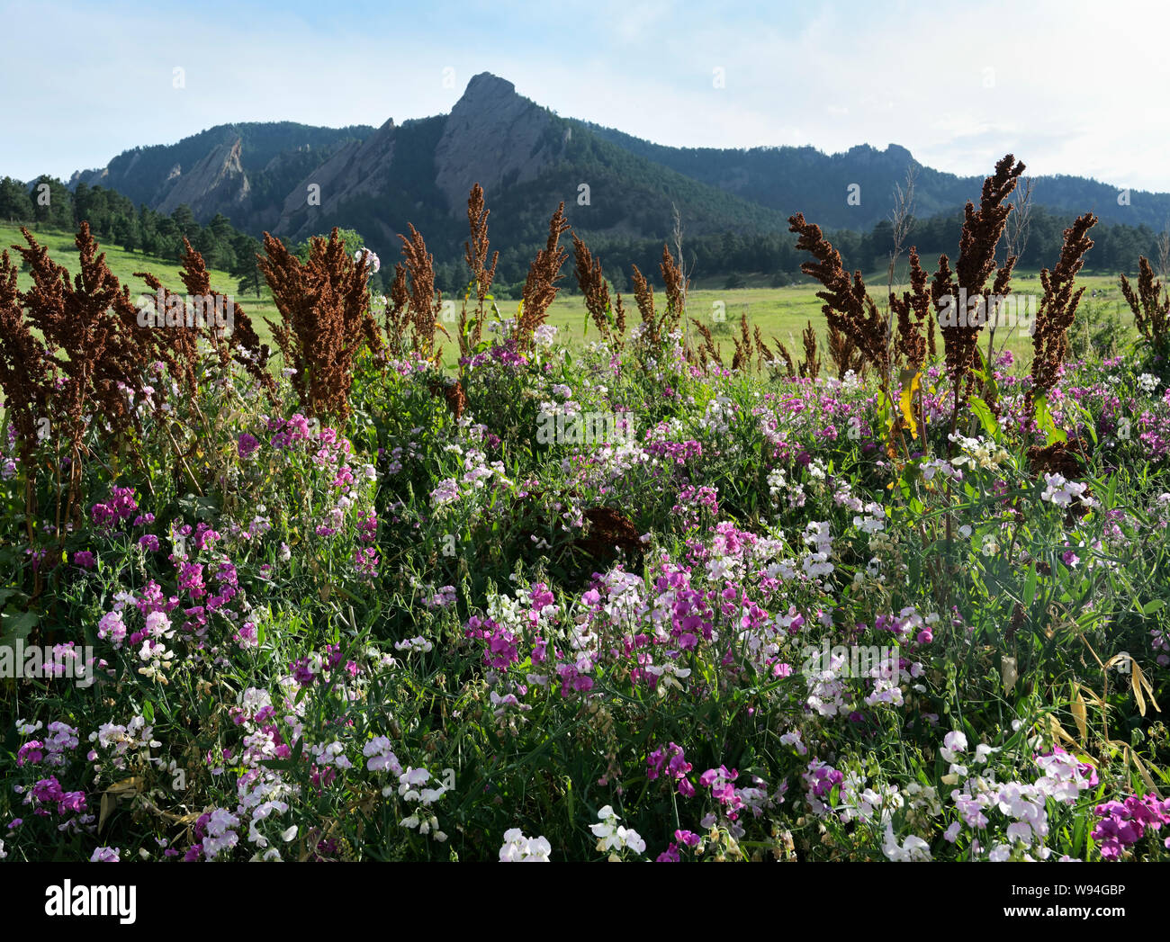 Boulder, Colorado il Flatirons da Chautauqua Park con fiori di campo Foto Stock