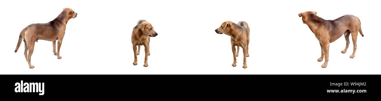 La collezione è di cani di razza mista di Thai Ridgeback isolati su sfondo bianco, spazio libero per il testo Foto Stock