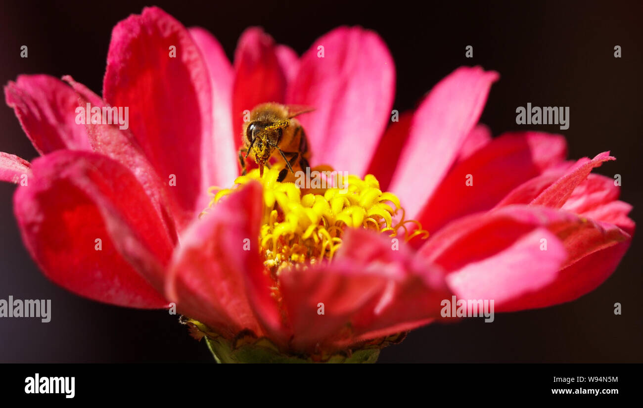 Un'ape con la sua linguetta estesa in un fiore, e polline che copre la faccia. Foto Stock