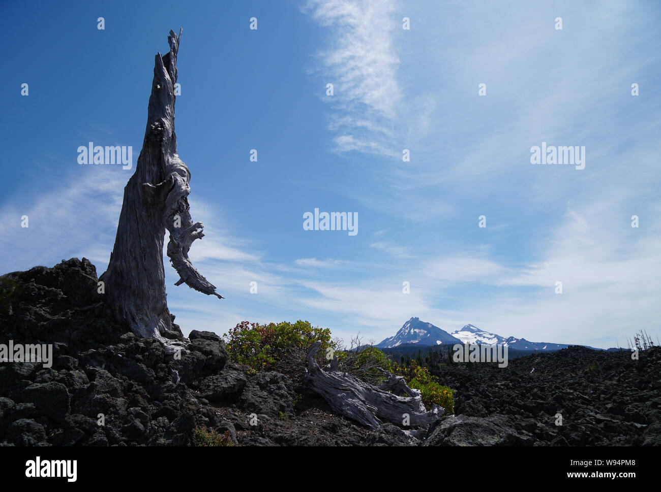 Un albero ancora sorge tra la Lava Foto Stock