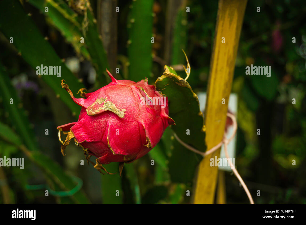 Hylocereus undatus, il bianco-fleshed pitahaya, è una specie di cactacee ed è la specie più coltivata in genere. Foto Stock