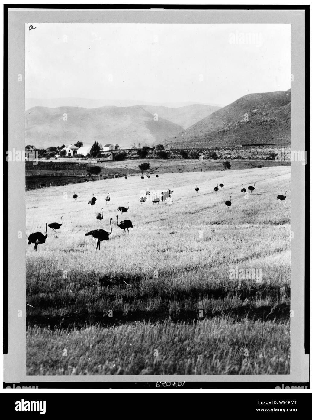 Africa--Capo di Buona Speranza, struzzo farm Foto Stock