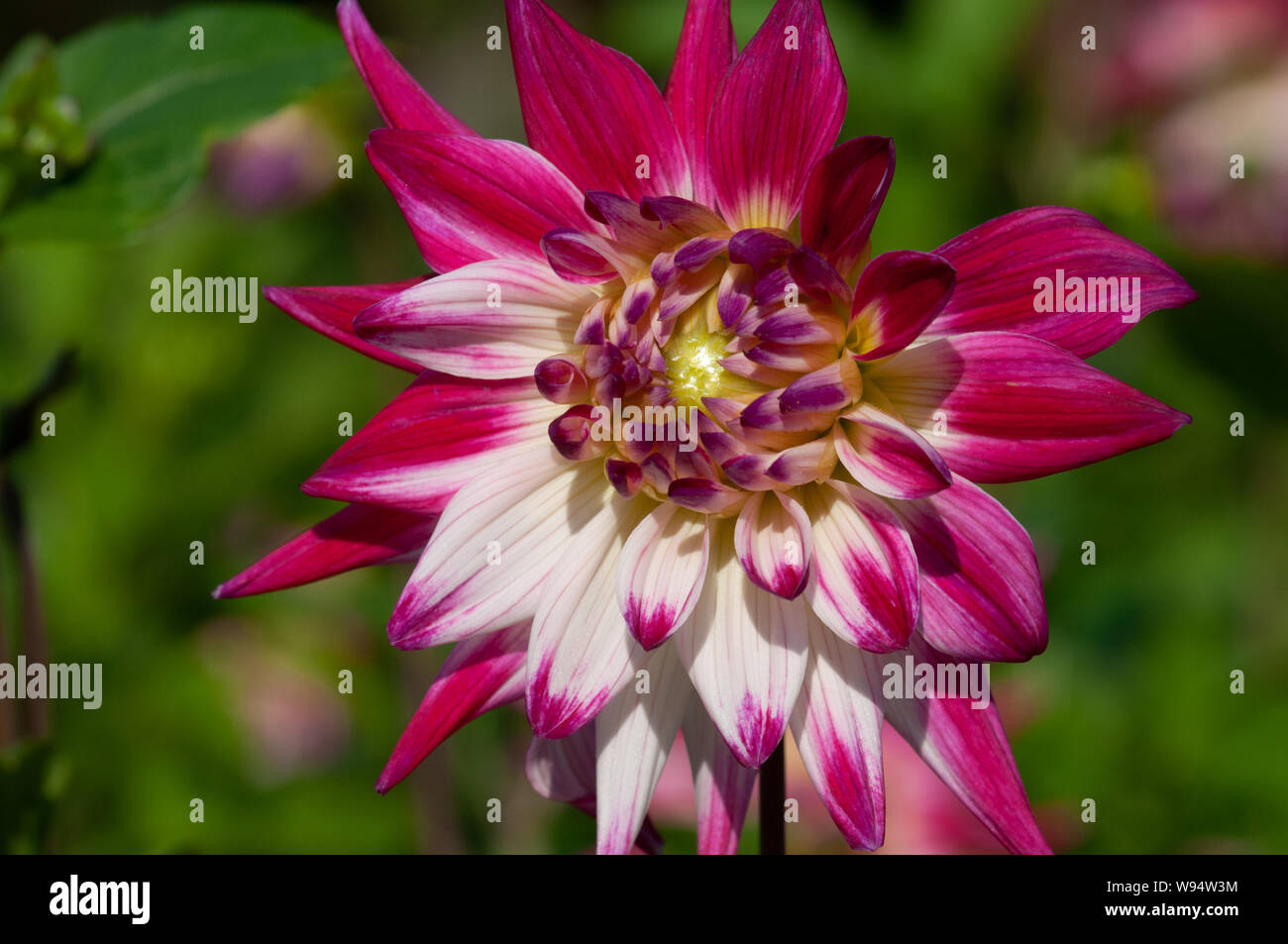 Wunderschöne zweifarbige Dahlie mit weiß und rosa in einer Großaufnahme Foto Stock