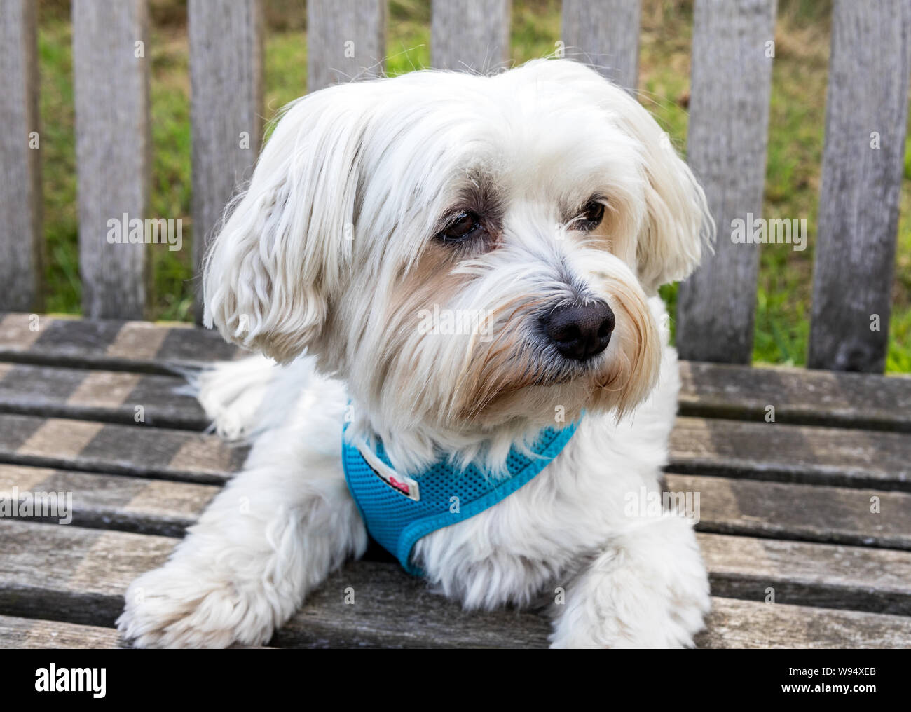 Un Terrier Maltese a Londra Foto Stock