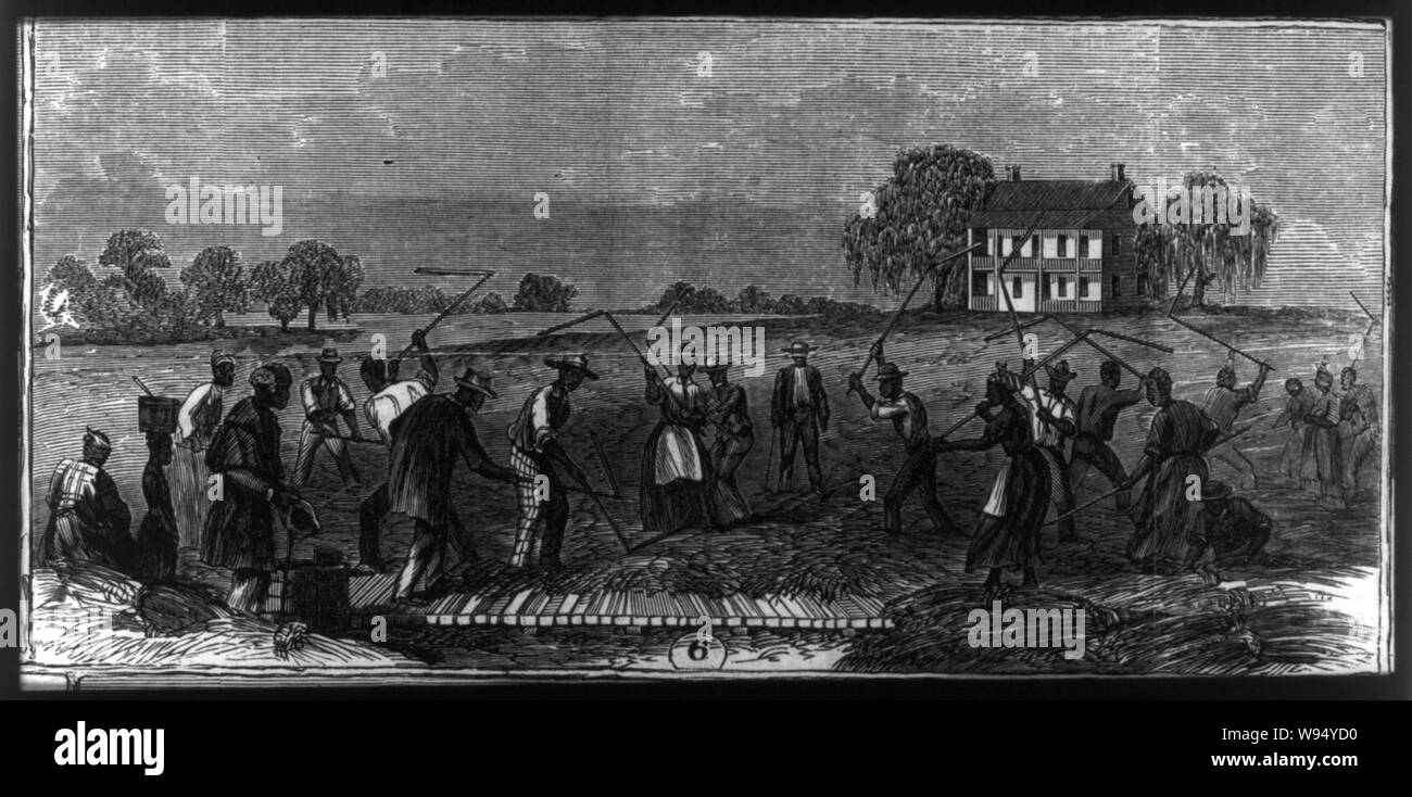 African American lavoratori su Cape Fear River riso piantagione, N.C. La trebbiatura Foto Stock