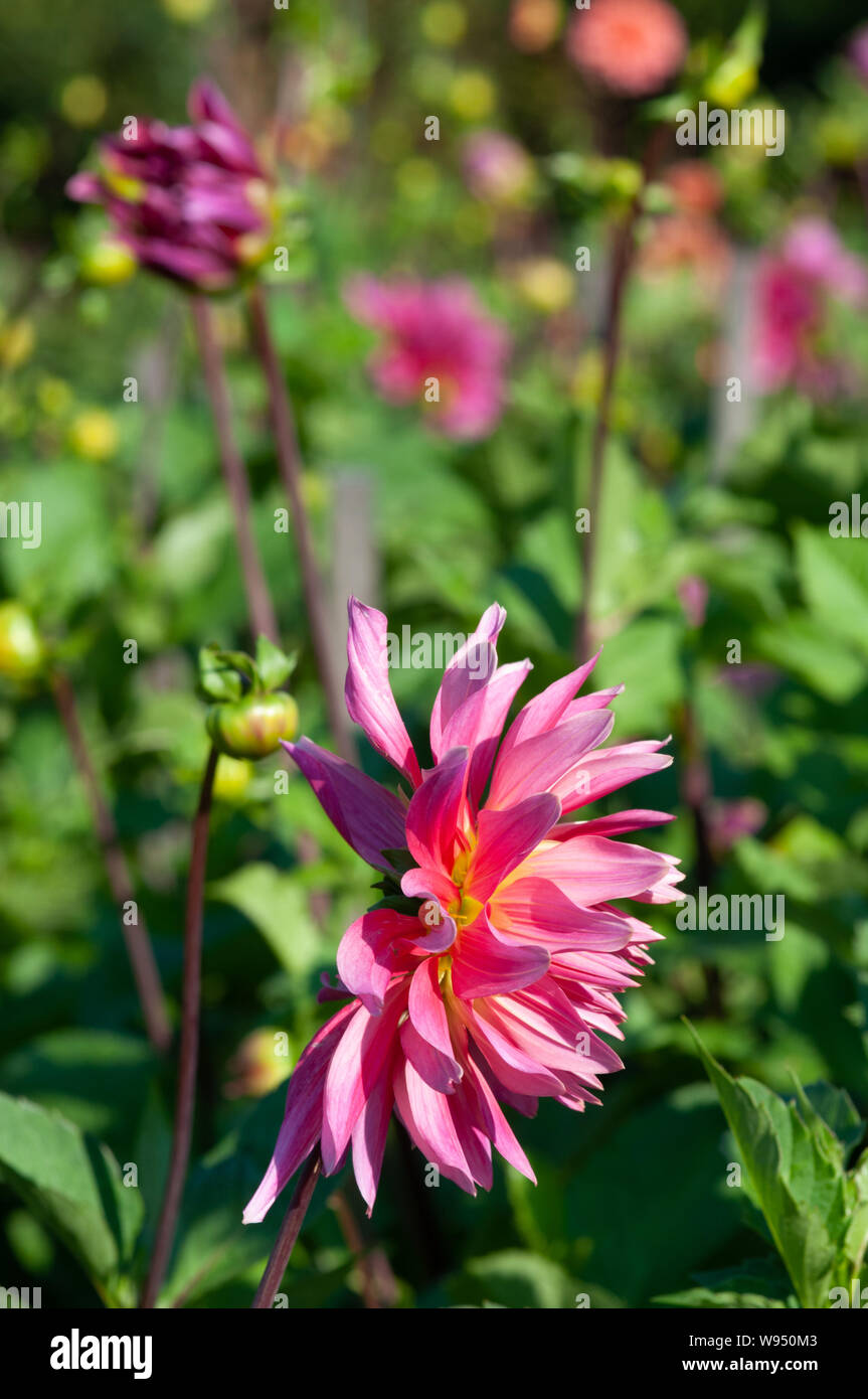 Eine rosa farbene Dahlie in der unteren Hälfte des Bildes. Unscharf Darüber und in rosa und grün weitere Blüten Foto Stock