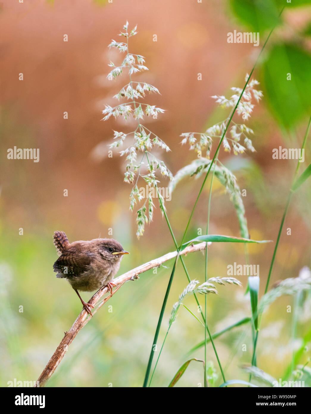 Scricciolo Troglodytes troglodytes un piccolo uccello marrone comune nella campagna inglese Foto Stock