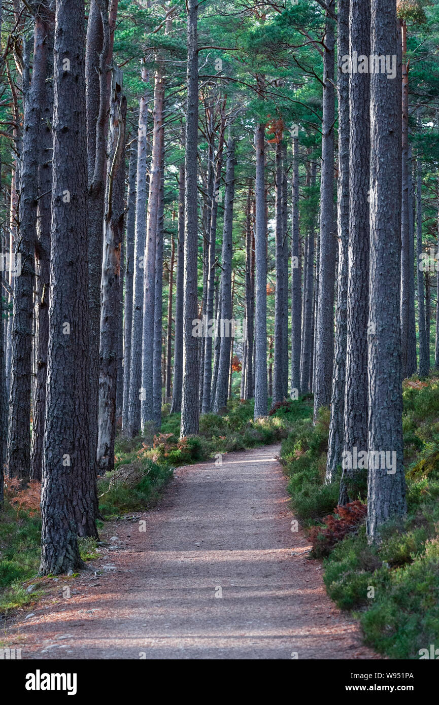Foresta o bosco percorso attraverso alti pini Foto Stock
