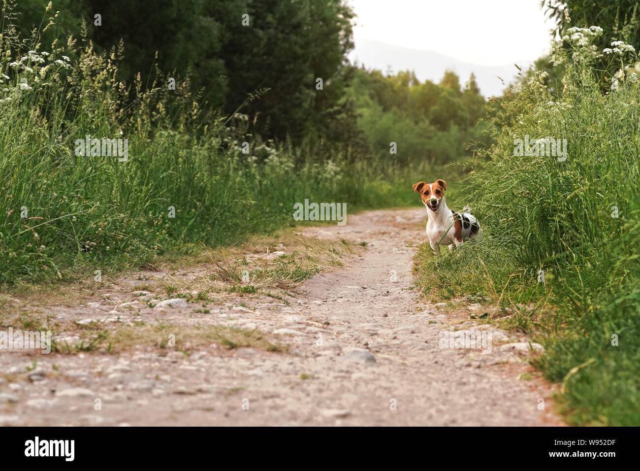 Piccolo Jack Russell Terrier permanente sulla strada polverosa cercando di telecamera, la sua bocca aperta, l'erba che cresce su entrambi i lati, alberi a sfondo Foto Stock