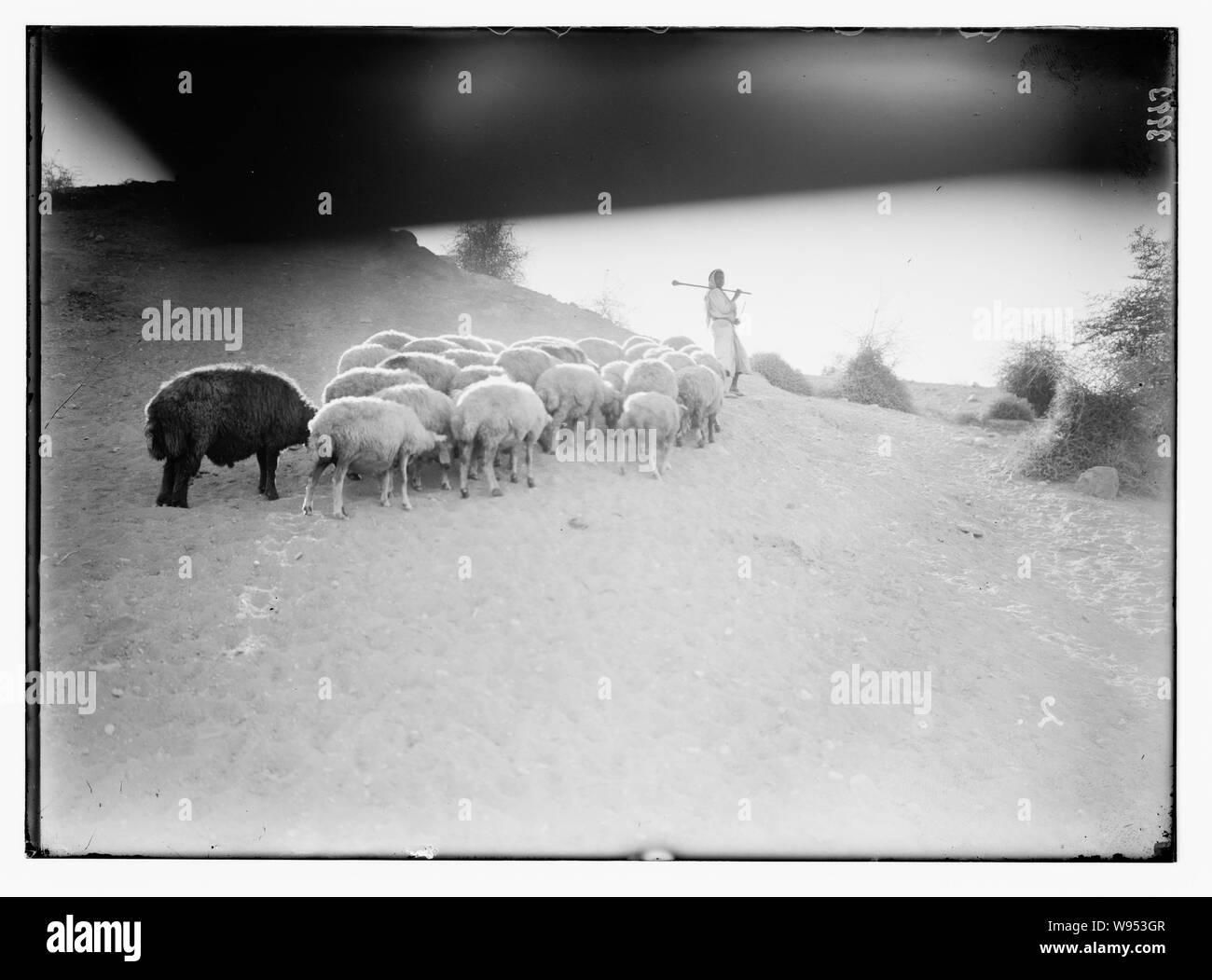 Agricoltura, ecc. Pastore scene. Pastorello a guida del suo gregge. Ragazzo beduino della pianura di Gerico Foto Stock