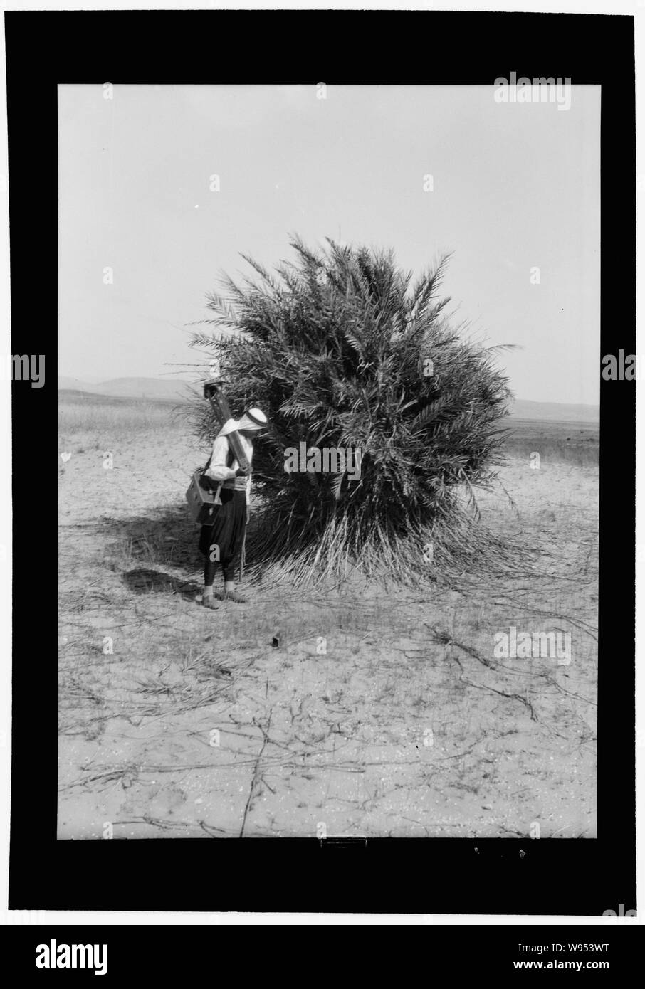 Agricoltura, ecc. Wild Palm tree che mostra un groviglio di radici al di sopra del potenziale di terra Foto Stock