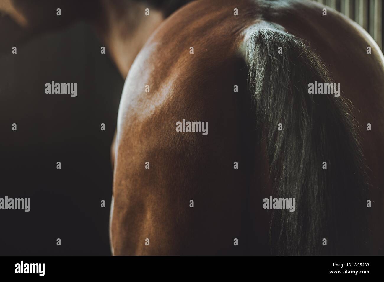 Cavallo e coda in un granaio. Equitazione Tema. Foto Stock