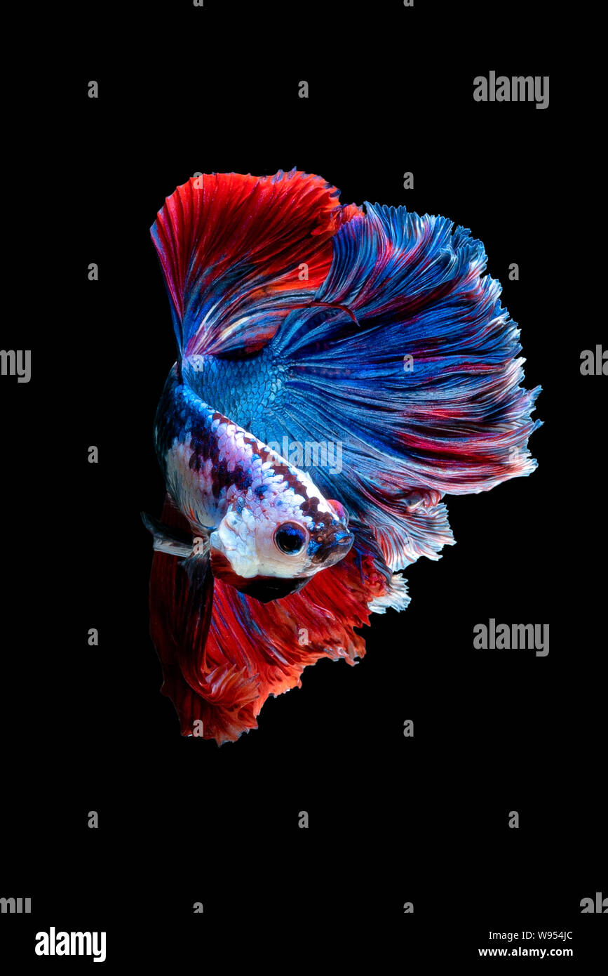 Close up arte movimento di Betta pesce o Siamese fighting fish isolati su sfondo nero Foto Stock