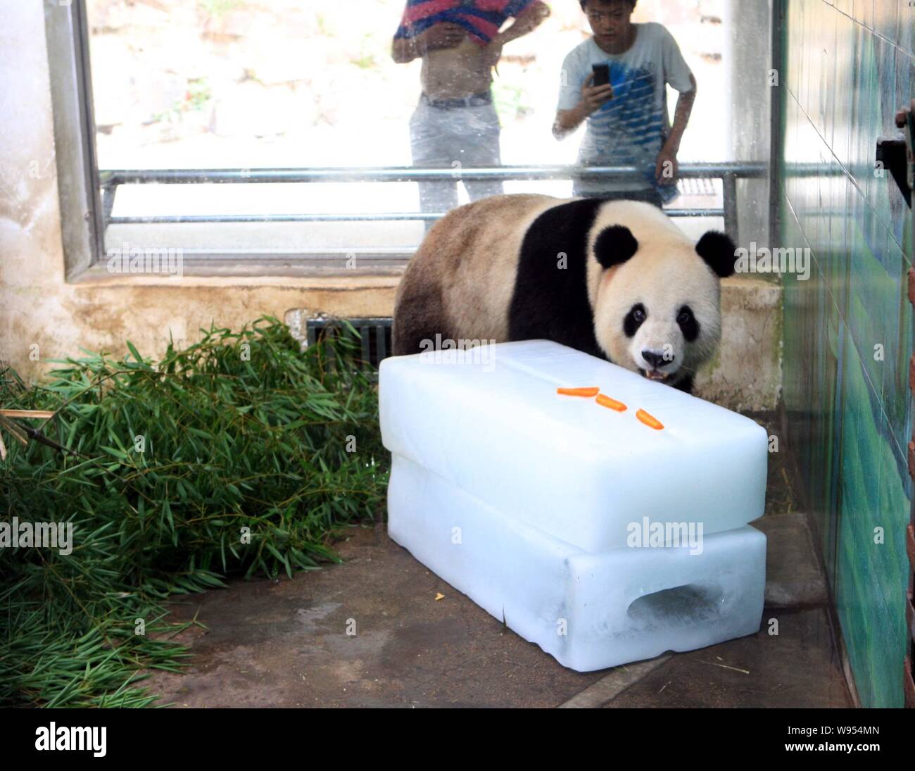 Un panda mangia le carote su un ghiaccio per raffreddare stesso off a Wuhan Zoo a Wuhan, porcellane centrale provincia di Hubei, 11 luglio 2012. Foto Stock