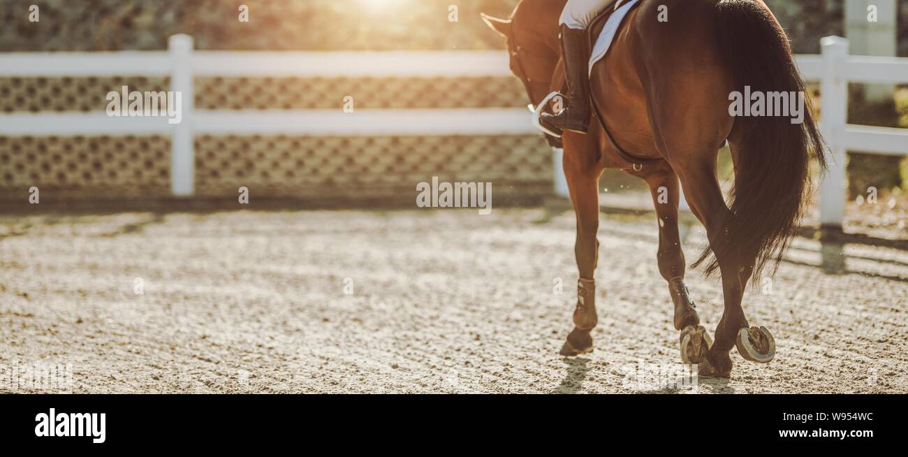 Equitazione in Sunset. Struttura equestre. Femmina professionali pilota sul suo cavallo. Foto Stock