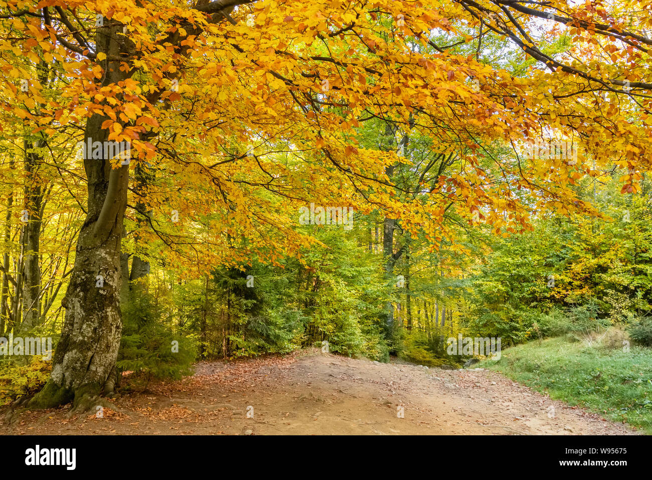 In autunno gli alberi della foresta paesaggio Foto Stock