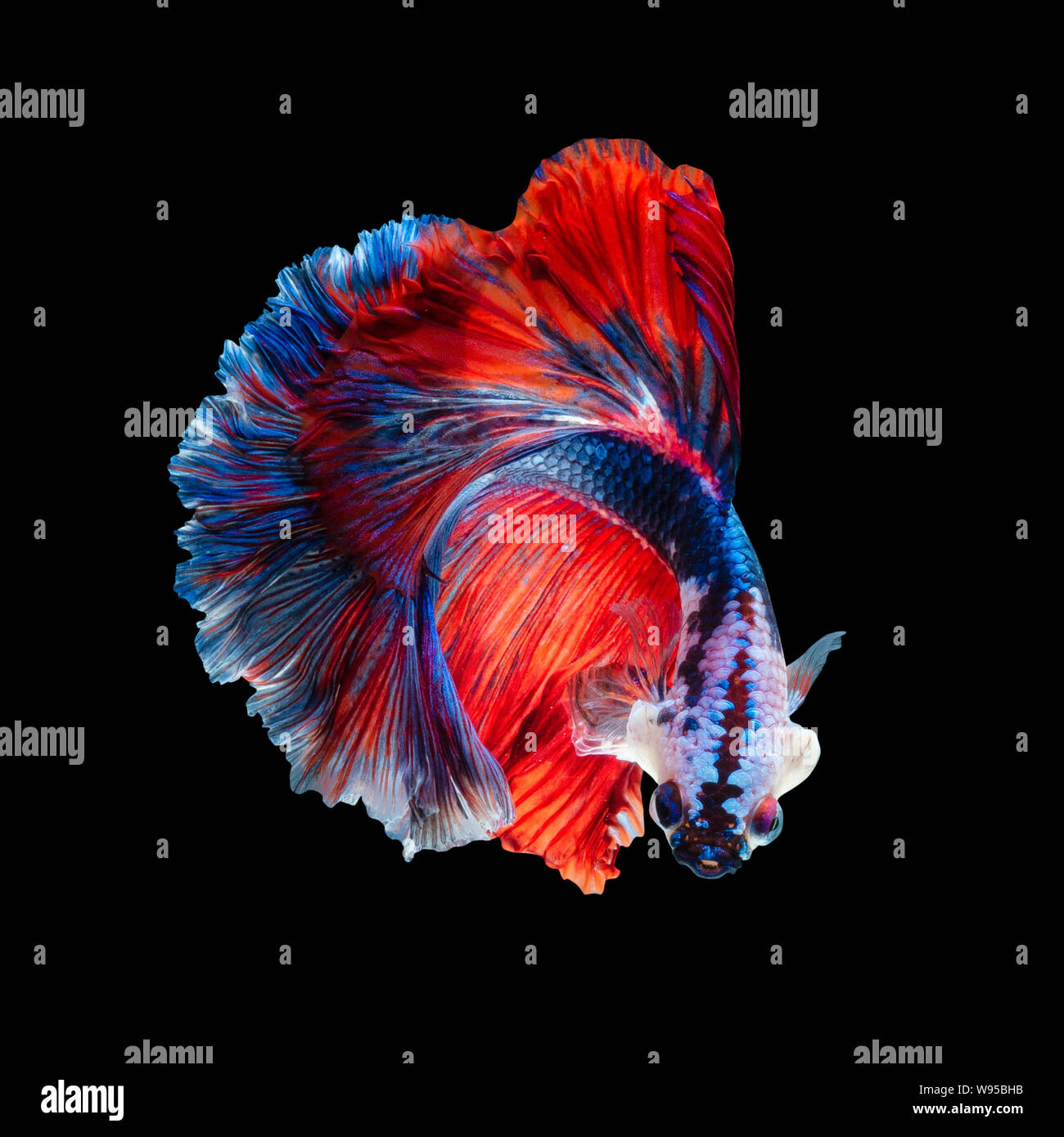 Close up arte movimento di Betta pesce o Siamese fighting fish isolati su sfondo nero Foto Stock