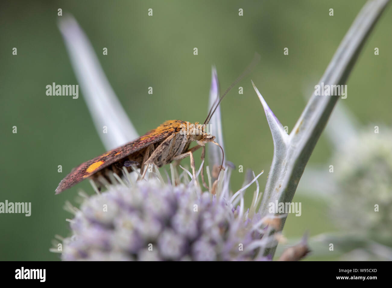 Mint Tarma (Pyrausta aurata) su Eryngium variifolium Foto Stock