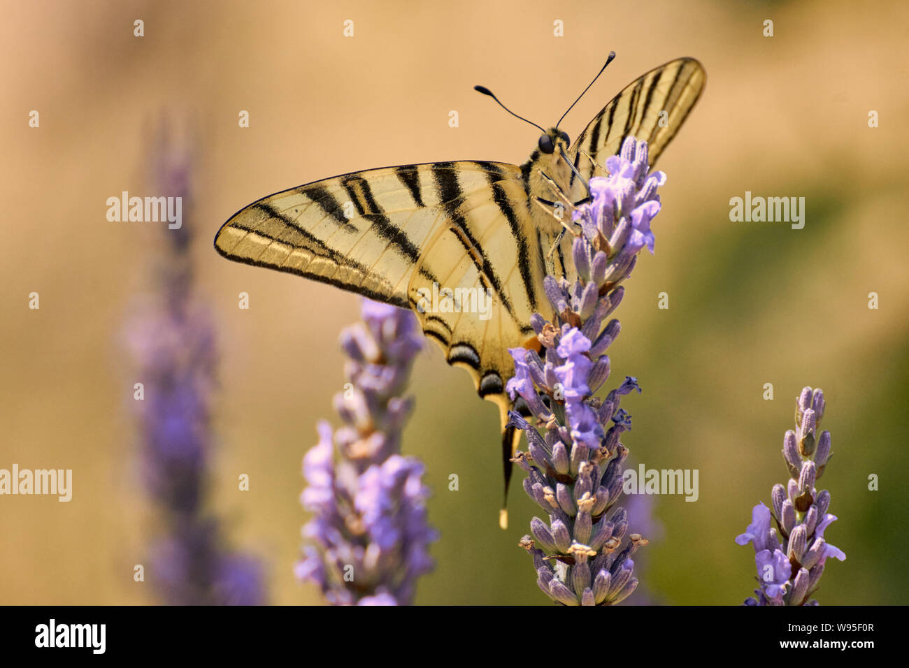Farfalla a coda di rondine scarsa seduta su fiore di lavanda (Iphiclides podalirius) Foto Stock