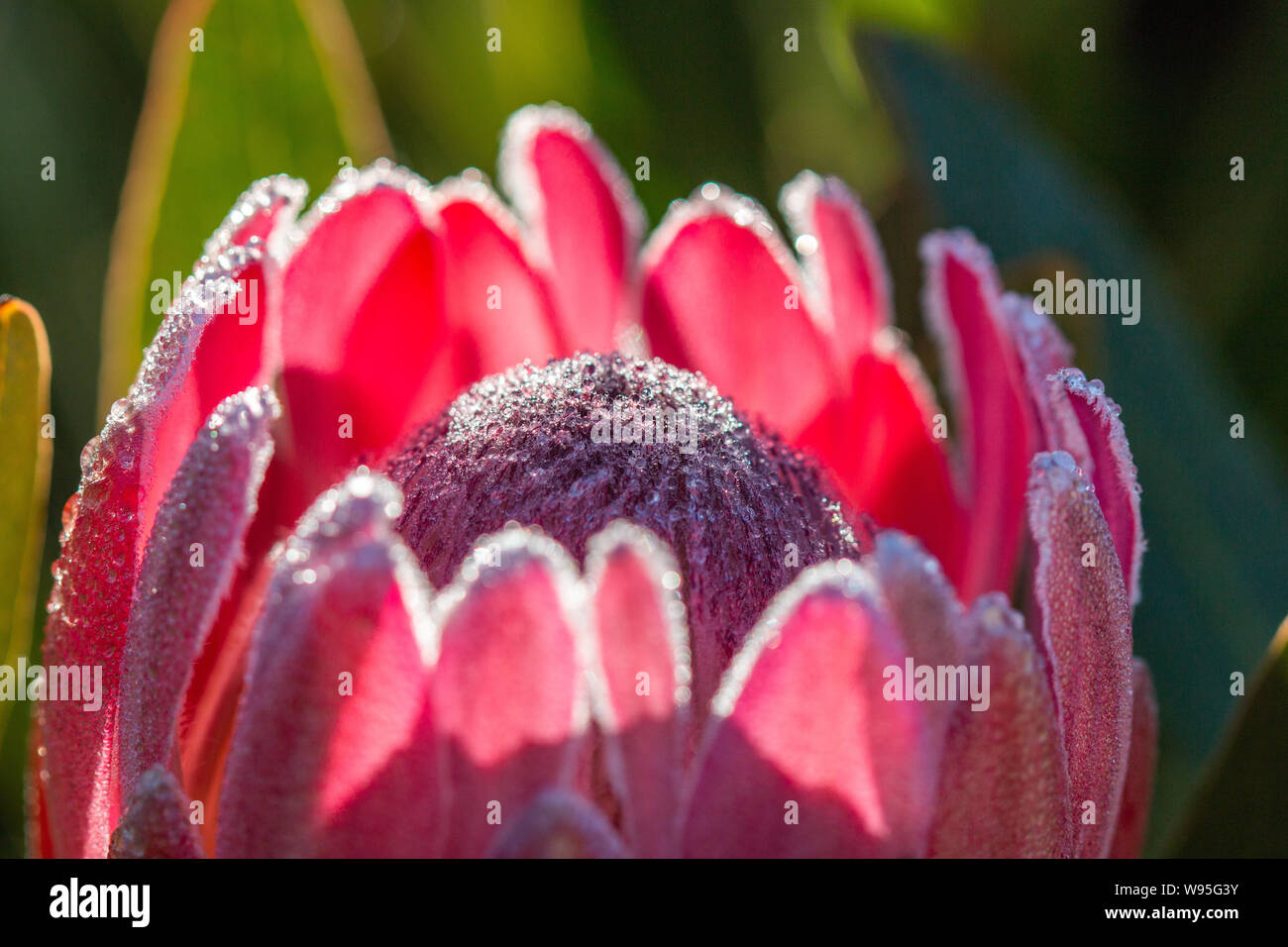 Protea neriifolia fiore ibrido Foto Stock Protea neriifolia fiore ibrido Foto Stock