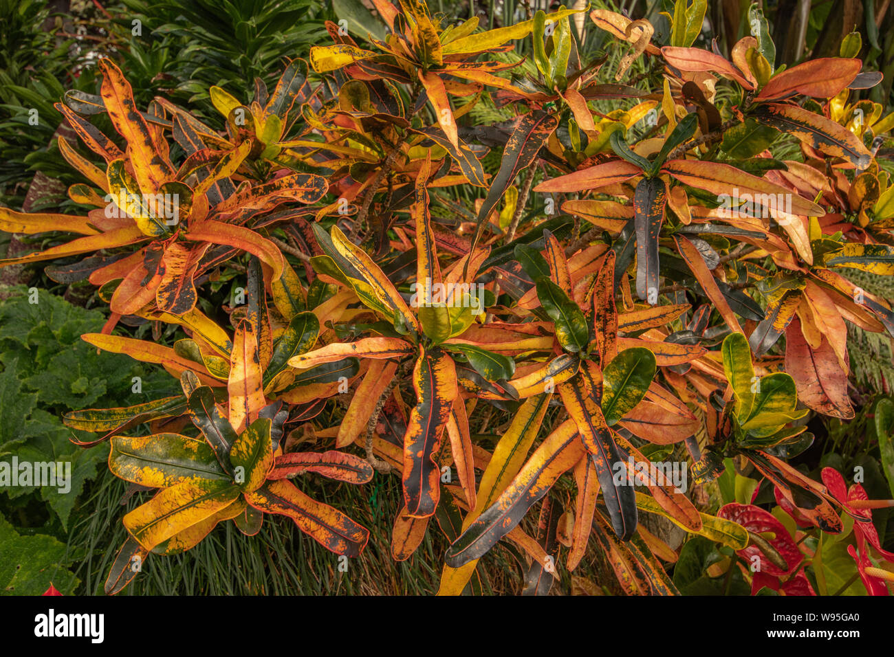 Croton ornamentali vegetali, Wellington Botanic Gardens, Wellington, Nuova Zelanda Foto Stock