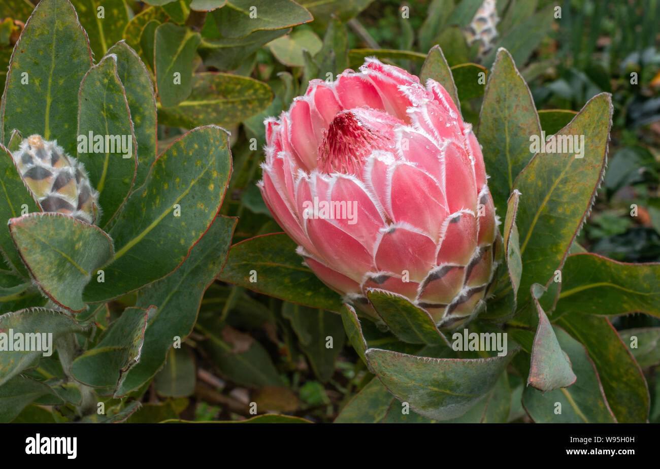 Protea obtusifolia fiore ibrido Foto Stock
