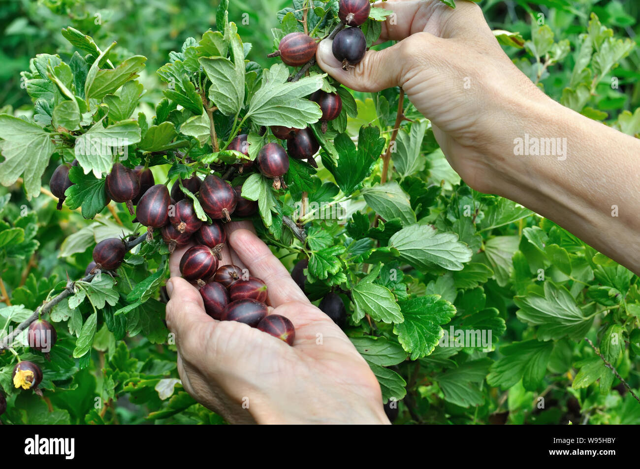 Il giardiniere le mani picking ribes maturi in giardino Foto Stock