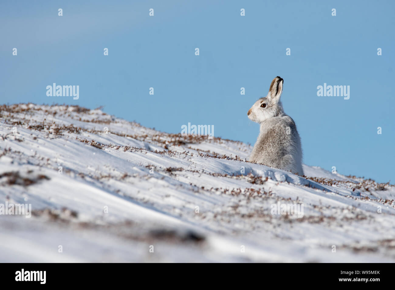 Mountain lepre (Lepus timidus) seduto su una collina in inverno nelle Highlands scozzesi con la neve e il cielo blu Foto Stock