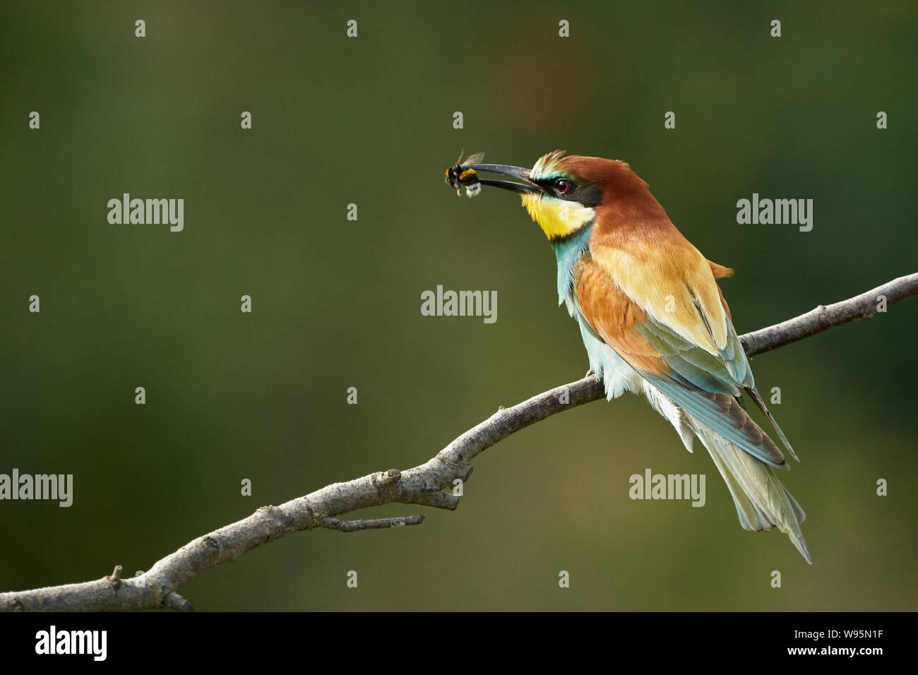 Apicoltura europea (Merops apiaster) con preda di insetti in becco arroccato sul ramo Foto Stock