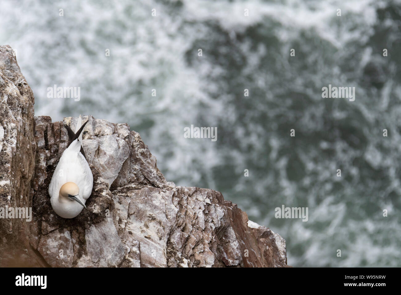 Gannett (Morus) seduto sulla scogliera con mare tempestoso al di sotto in Troup Head Foto Stock