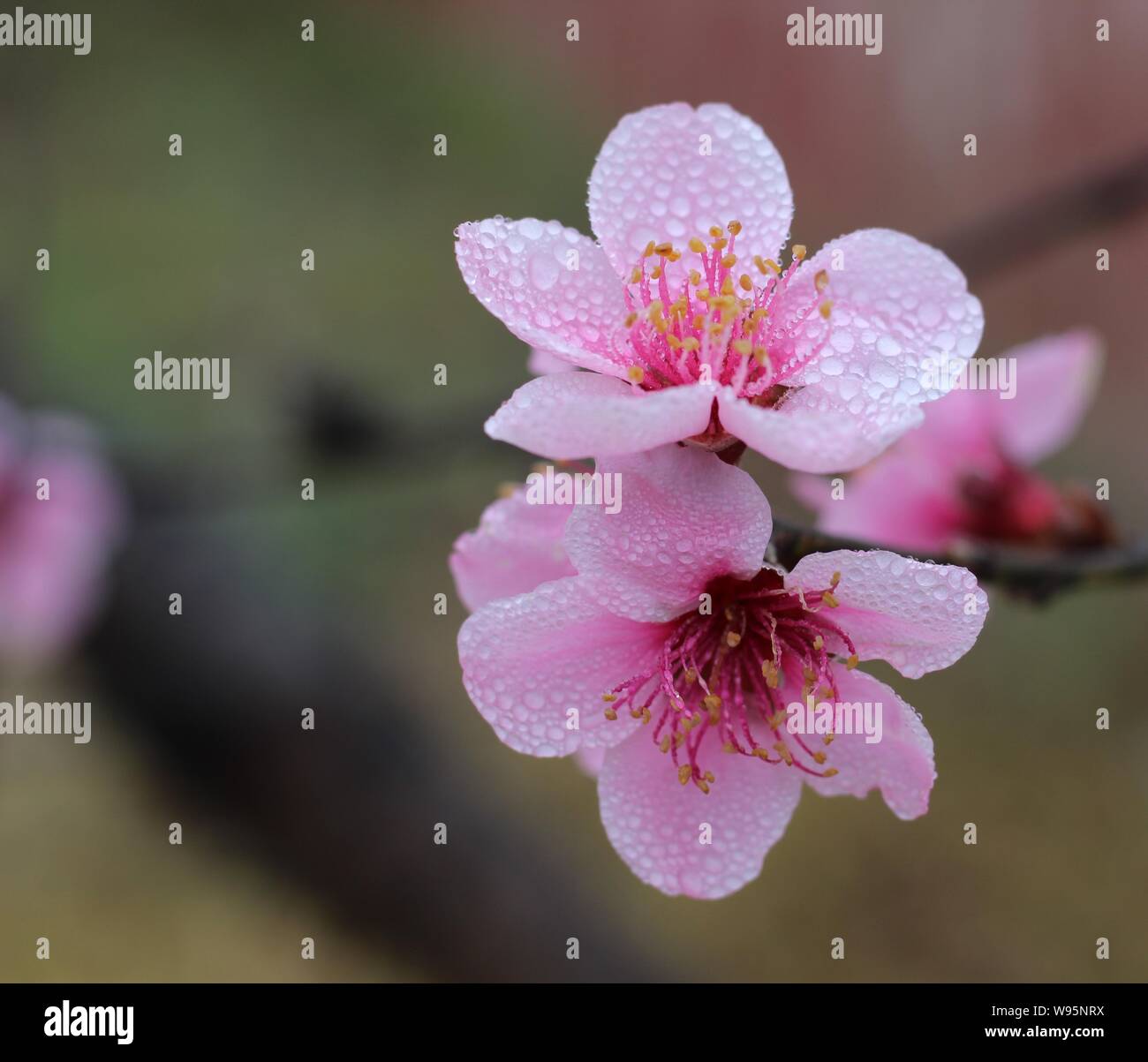 Immagine macro di un Peach Blossoms di rugiada Foto Stock